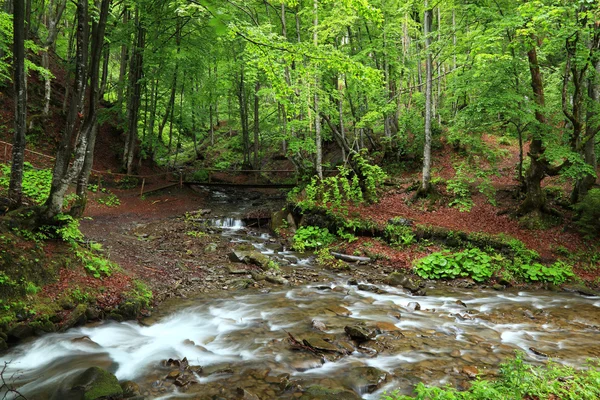 Bosque de montaña río. — Foto de Stock