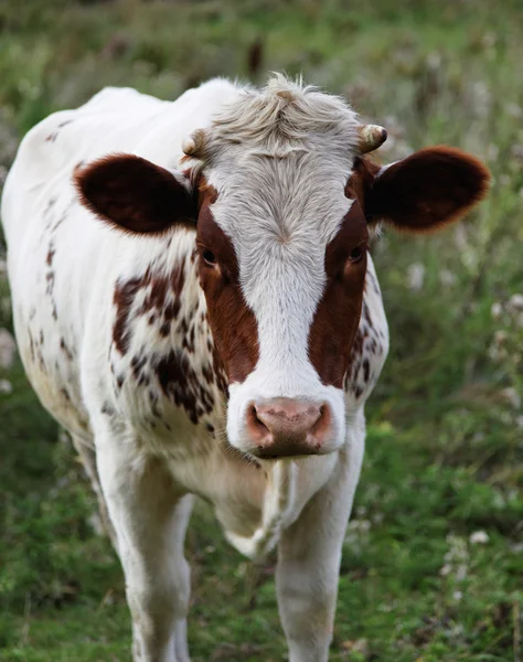 Cow on green meadow. — Stock Photo, Image