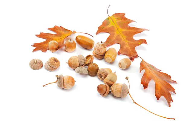 Podzim dubové listy a žaludy izolovaných na bílém pozadí. — Stock fotografie