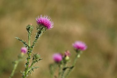 çiçek açan thistle. çayır çiçekler.