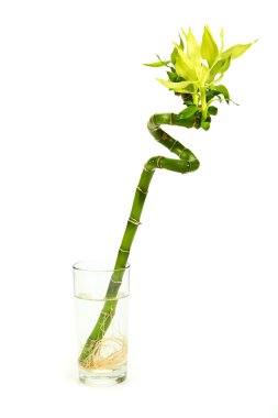 Bambu beyaz arkaplanda izole edilmiş.