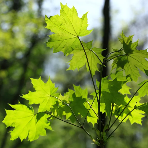 Lente groene bladeren achtergrond in een zonnige dag. — Stockfoto