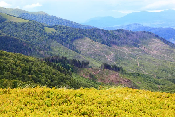 Berglandschap. kappen van bomen in de bergen. — Stockfoto