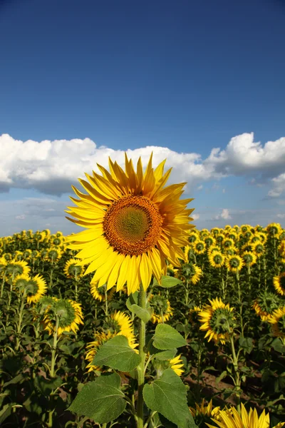 Sunflowers in the field against the blue sky. — Stock Photo, Image