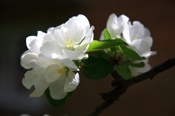 Fiori di mela su sfondo naturale — Foto Stock