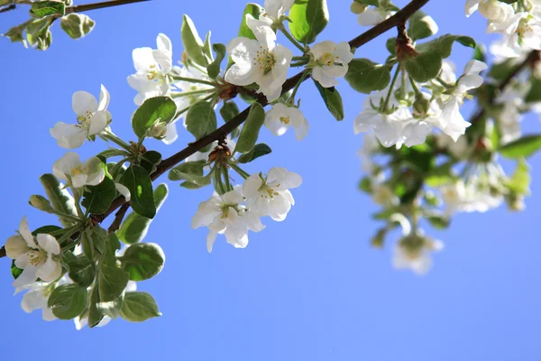Blossoming apple tree. — Stock Photo, Image