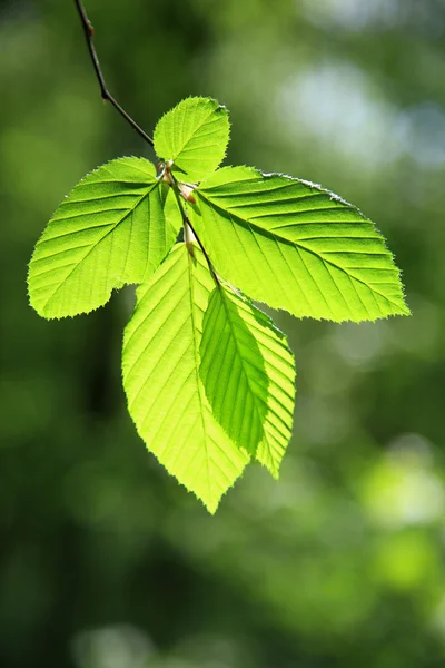 Primavera verde deja fondo en un día soleado . —  Fotos de Stock