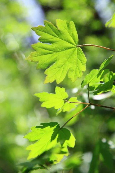 Groene bladeren op een zonnige dag als achtergrond. — Stockfoto