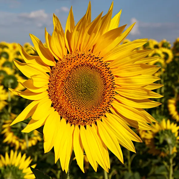 Girasoles en el campo contra el cielo azul con nubes . —  Fotos de Stock