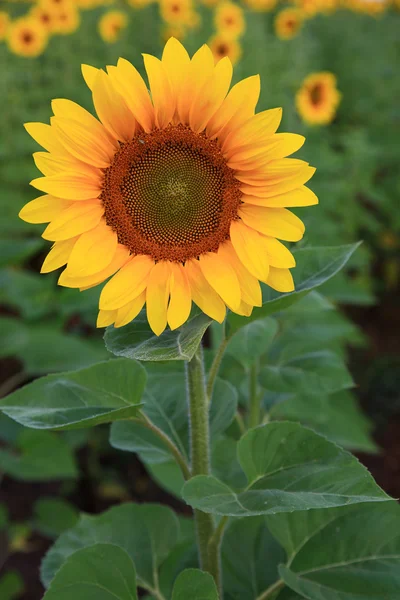 Sonnenblumen. — Stockfoto