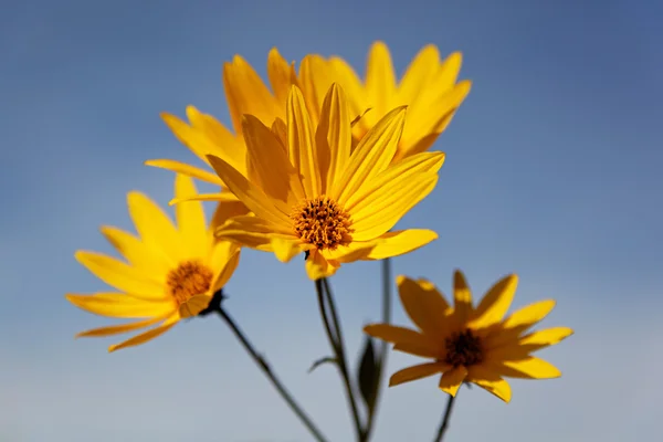 Flores amarelas topinambur (família margarida) contra o céu azul — Fotografia de Stock