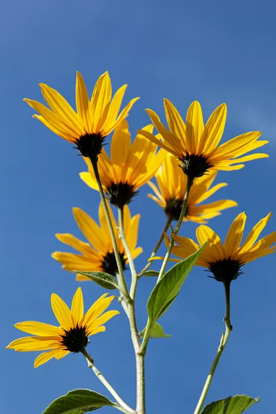 Yellow topinambur flowers (daisy family) against blue sky — Stock Photo, Image
