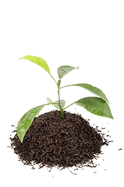 Cytryny drzewo gałąź w garść czarna herbata. — Zdjęcie stockowe