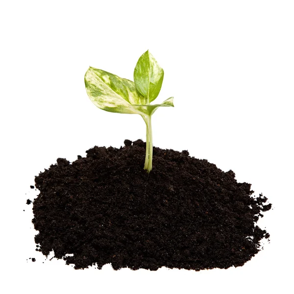 Dünya'dan yeşil Filiz.