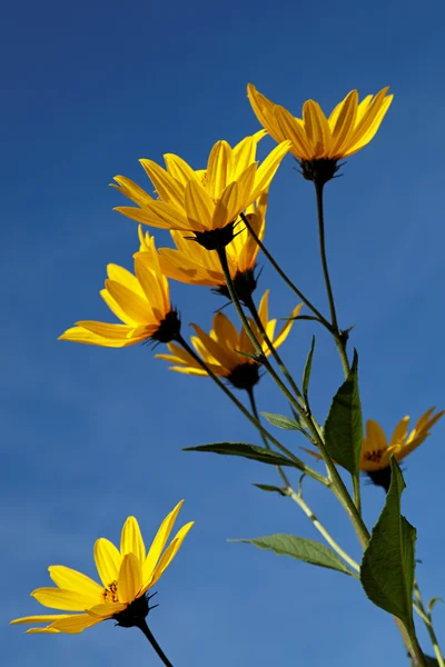 Žluté Topinambur květiny (daisy rodina) proti modré obloze — Stock fotografie