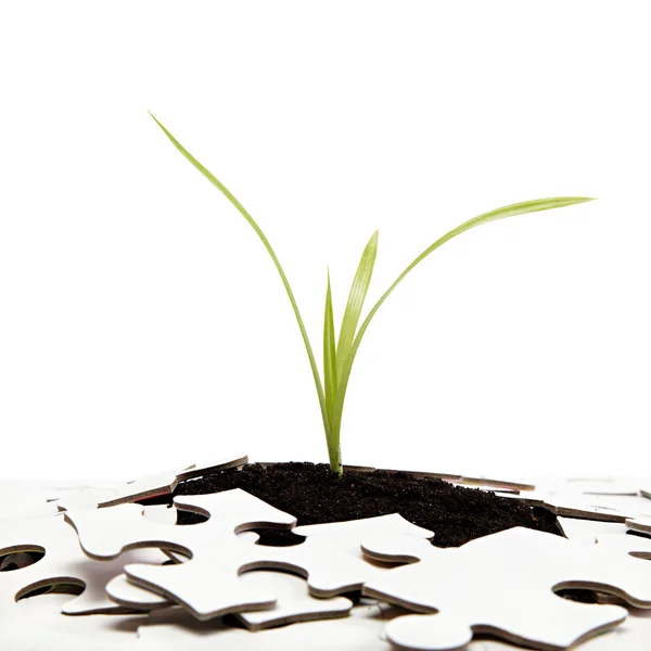 Green sprout from the earth makes its way through the puzzle. — Stock Photo, Image