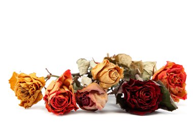 beyaz arkaplanda kuru gül.