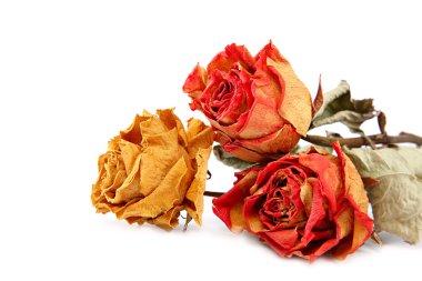 Beyaz bir arka plan üzerinde izole kuru gül.