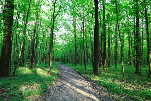 Ścieżka w zielonym lesie wiosną. — Zdjęcie stockowe