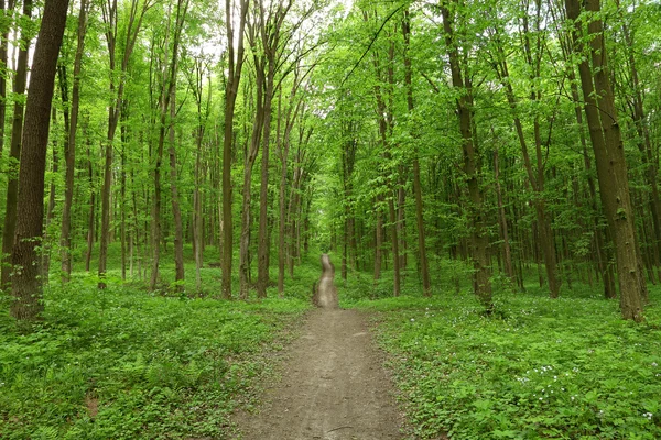 Baharın yeşil ormanında yol.