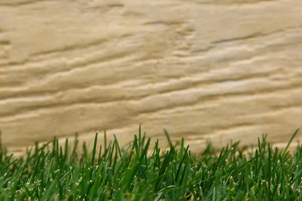 Grass under a wooden board. — Stock Photo, Image