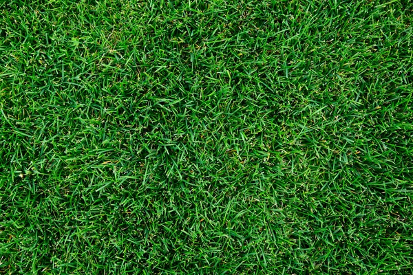 Mooie groene gras textuur. — Stockfoto