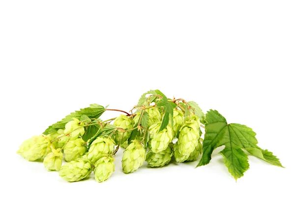 Zweig frischer Hopfen isoliert auf weißem Hintergrund. — Stockfoto