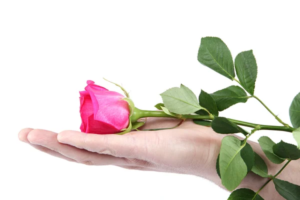 Розовая роза в руке на белом фоне . — стоковое фото