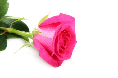 Beyaz arka planda pembe gül.