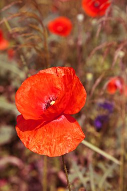 bir alanda güzel kırmızı haşhaş.