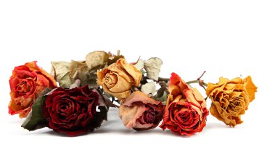 beyaz arkaplanda kuru gül.