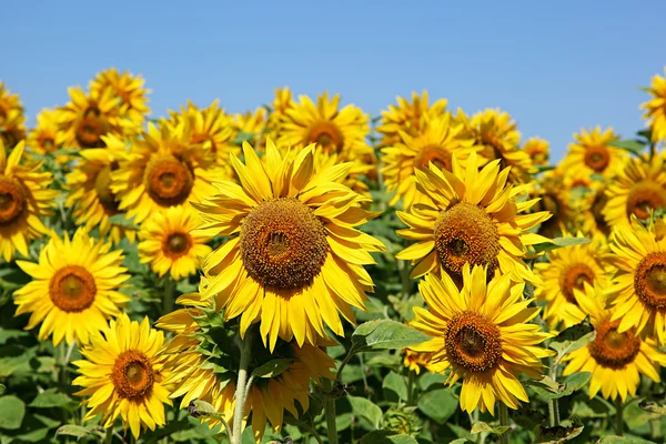 Zonnebloemen in het veld tegen de blauwe hemel. — Stockfoto