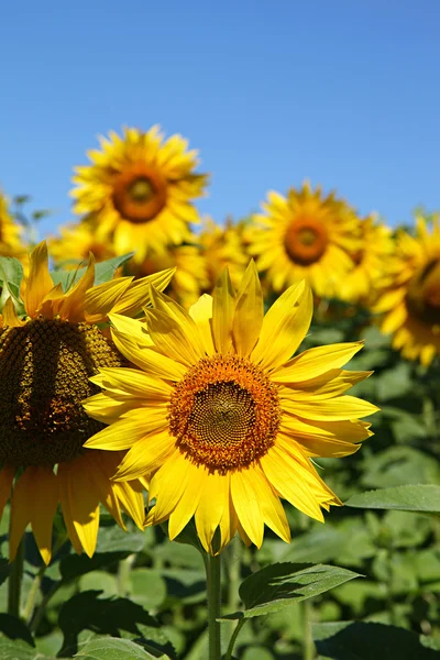Sunflower against the blue sky. — Stock Photo, Image