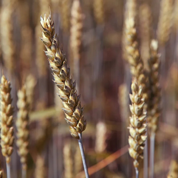 Orecchie grano in un campo come sfondo. — Foto Stock