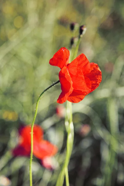 Hermosas amapolas rojas en un campo . — Foto de Stock