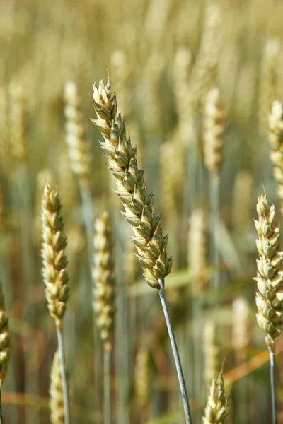 Orecchio grano giovane in un campo in estate . — Foto Stock