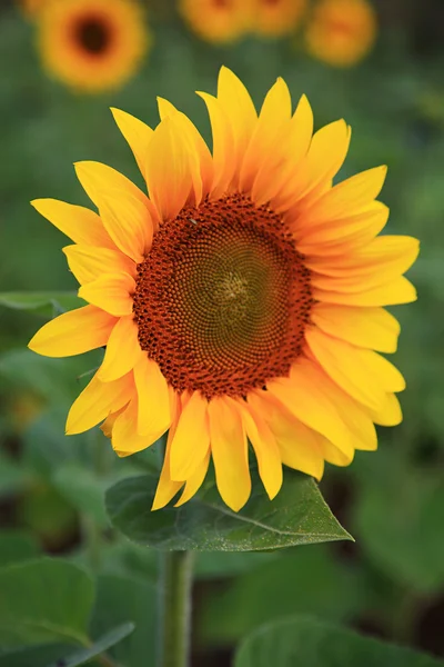 Girasoli nel campo. — Foto Stock