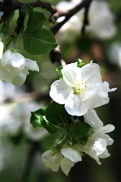Albero di mele ramificato in fiore . — Foto Stock