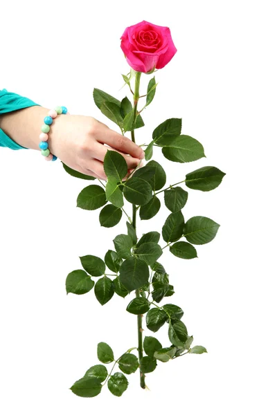 Rosa Rose in der Hand auf weißem Hintergrund. — Stockfoto