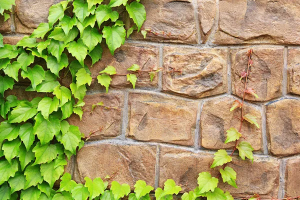 Каменная стена с зеленым растением в качестве фона . — стоковое фото