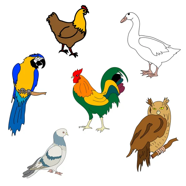 Set of birds — Stock Vector