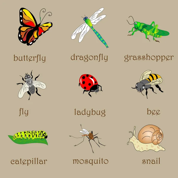 Insects Set — Stock Vector