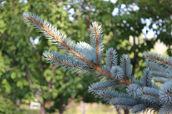 Větve stromu modrá borovice — Stock fotografie