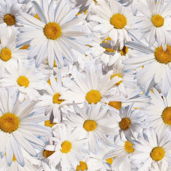 Gänseblümchen — Stockfoto