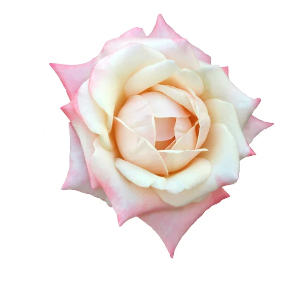 Isolated Single  Rose — Stock Photo, Image