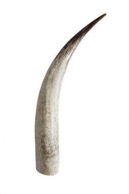 Big ivory tusks clipart