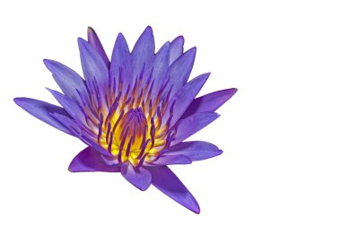 Lotus beyaz arka planda Menekşe