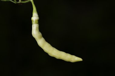 yeşil biber (koyu arka plan)