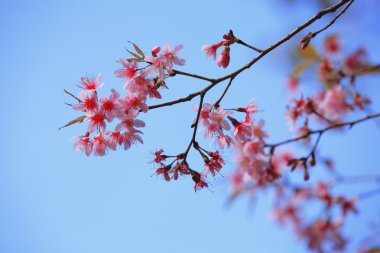sevimli pembe flora (Himalaya Yabani kiraz)