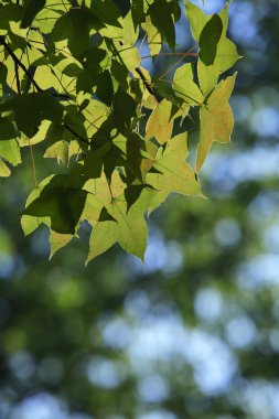 parlak yeşil akçaağaç